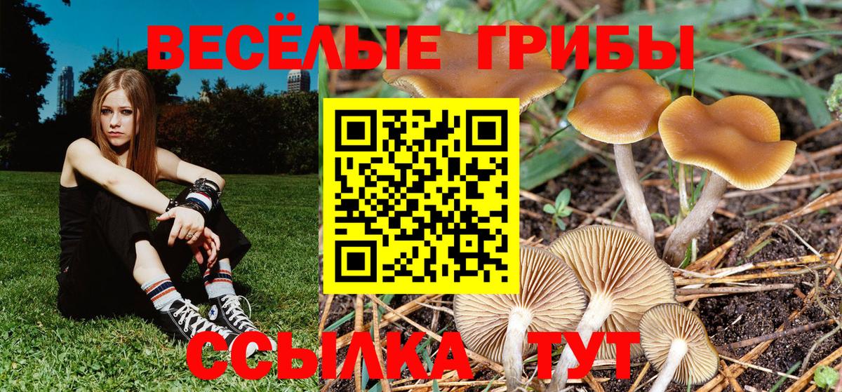 Якутск  Псилоцибиновые грибы Cubensis  Вход с VPN 